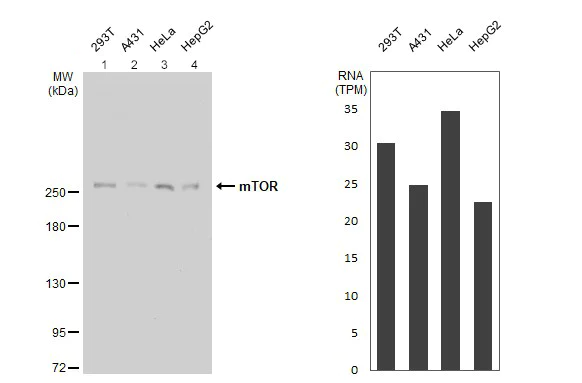 Western blot - Anti-mTOR antibody - C-terminal (AB137341)
