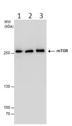 Western blot - Anti-mTOR antibody - C-terminal (AB137341)