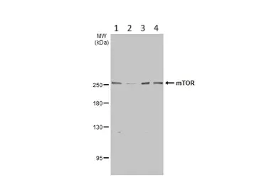 Western blot - Anti-mTOR antibody - C-terminal (AB137341)