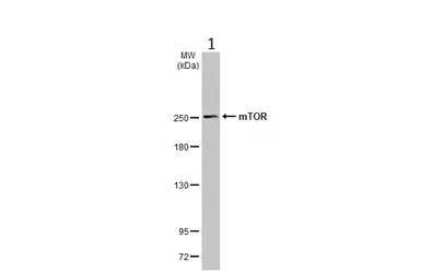 Western blot - Anti-mTOR antibody - C-terminal (AB137341)
