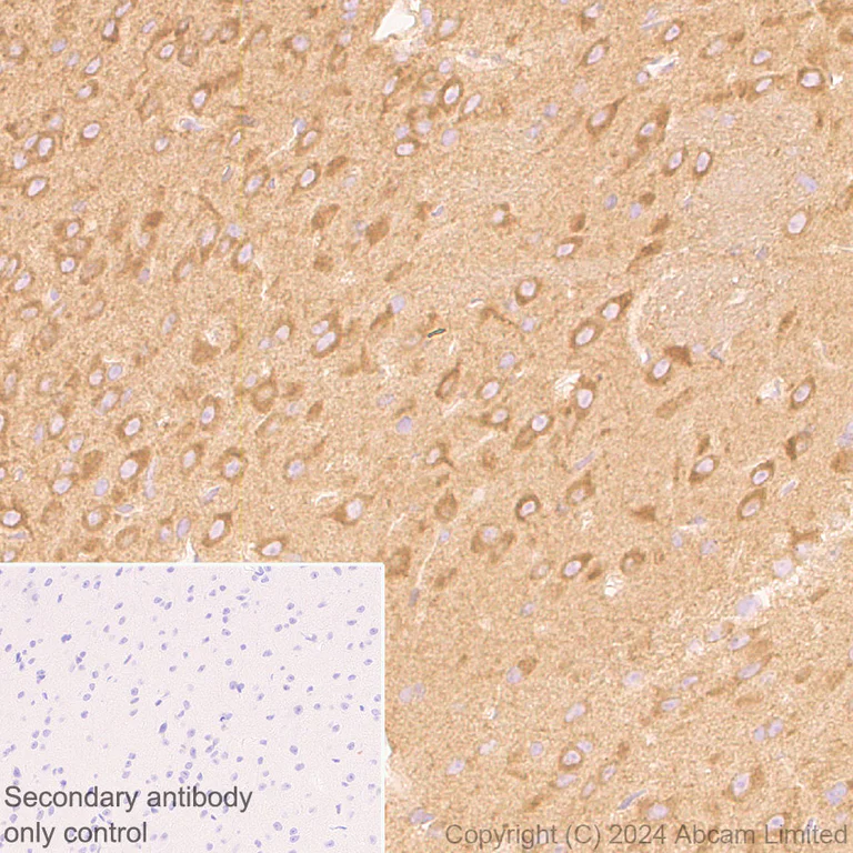 Immunohistochemistry (Formalin/PFA-fixed paraffin-embedded sections) - Anti-mTOR antibody [EPR18152-71] - BSA and Azide free (Detector) (AB242766)
