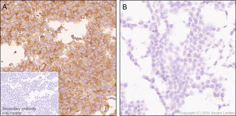 Immunohistochemistry (Formalin/PFA-fixed paraffin-embedded sections) - Anti-mTOR antibody [EPR18152-71] - BSA and Azide free (Detector) (AB242766)