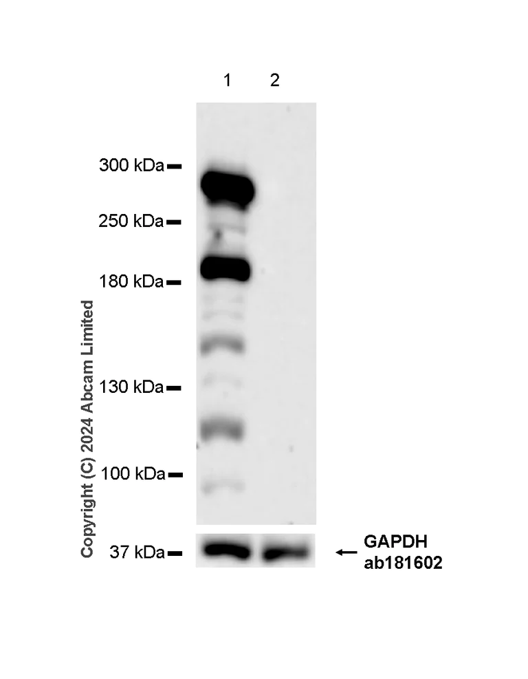 Western blot - Anti-mTOR antibody [EPR18152-71] - BSA and Azide free (Detector) (AB242766)