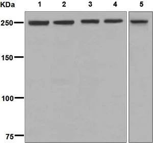 Western blot - Anti-mTOR antibody [EPR390(N)] (AB134903)