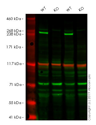 Western blot - Anti-mTOR antibody [EPR390(N)] (AB134903), expandable thumbnail