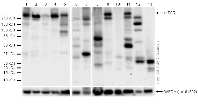 Western blot - Anti-mTOR antibody [EPR390(N)] (AB134903), expandable thumbnail
