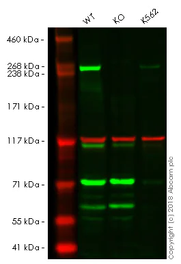 Western blot - Anti-mTOR antibody [EPR390(N)] (AB134903)