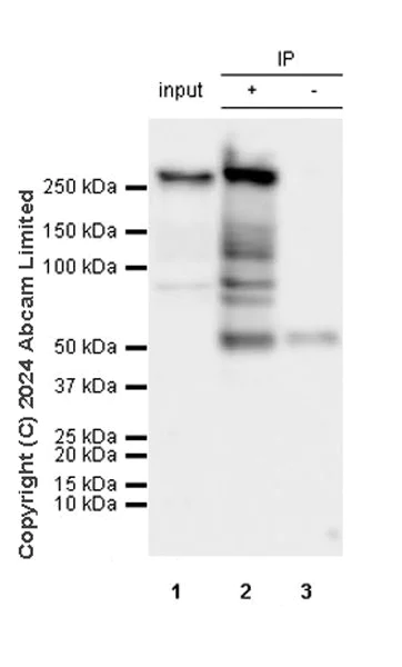 Immunoprecipitation - Anti-mTOR antibody [RM1258] (AB322444)
