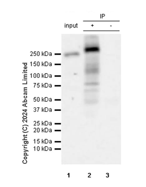 Immunoprecipitation - Anti-mTOR antibody [RM1258] (AB322444)
