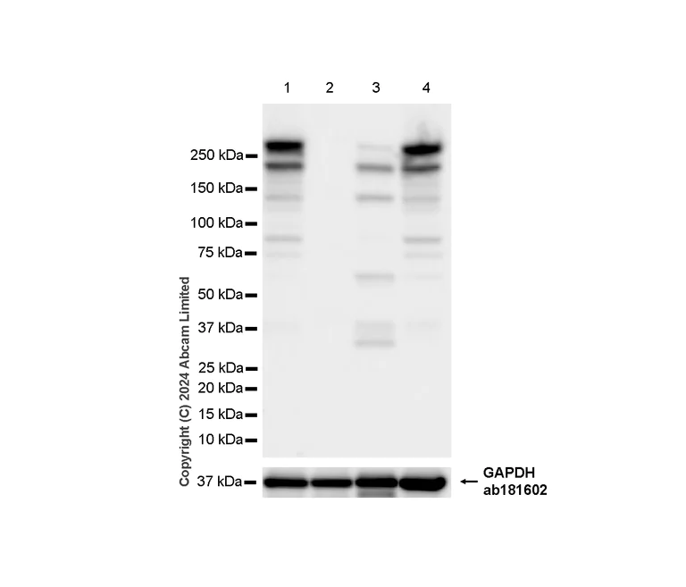 Western blot - Anti-mTOR antibody [RM1258] (AB322444)