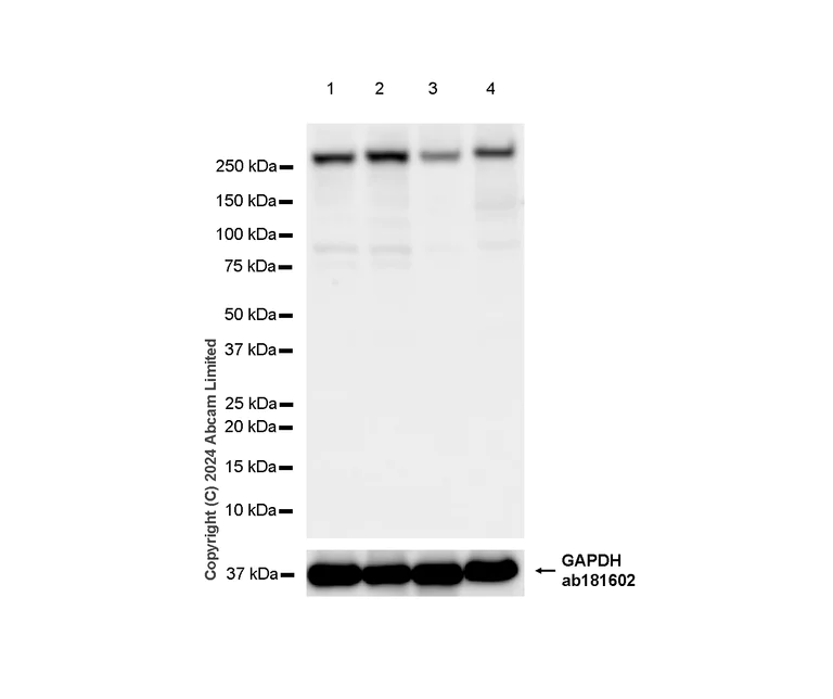 Western blot - Anti-mTOR antibody [RM1258] (AB322444)
