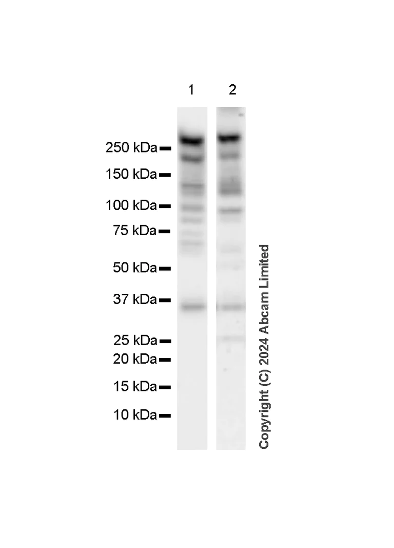 Western blot - Anti-mTOR antibody [RM1258] (AB322444)