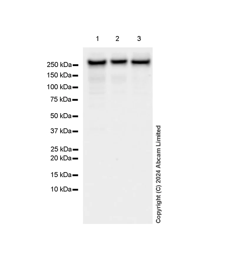 Western blot - Anti-mTOR antibody [RM1258] (AB322444)
