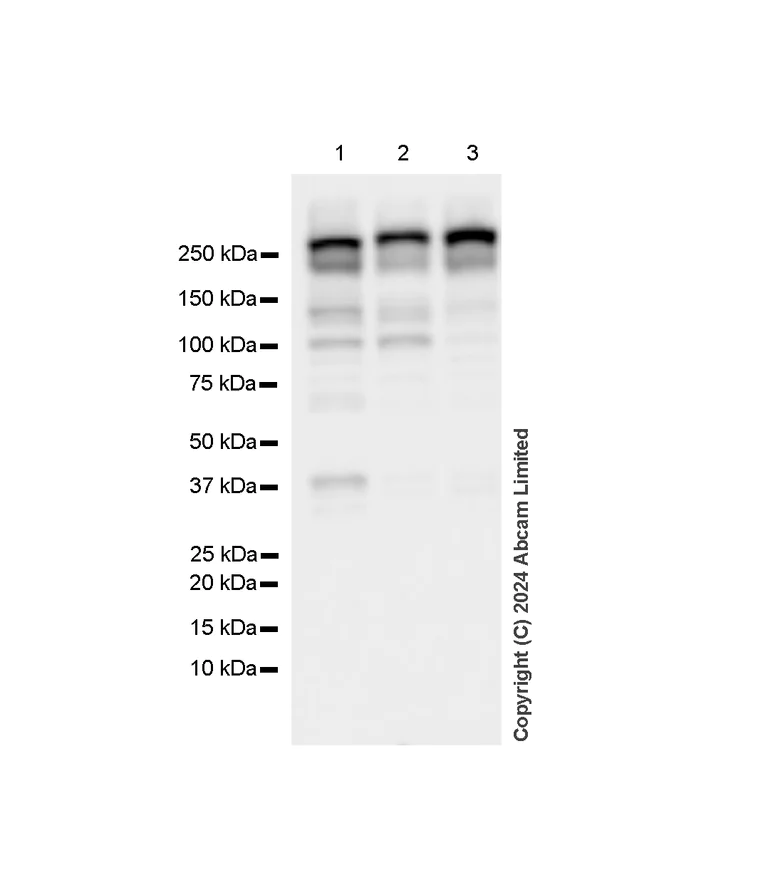 Western blot - Anti-mTOR antibody [RM1258] (AB322444)
