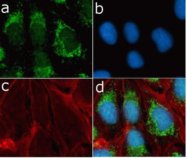 Immunocytochemistry/ Immunofluorescence - Anti-mTOR antibody [RP23040085] (AB313429)