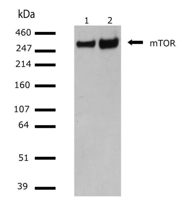 Western blot - Anti-mTOR antibody [RP23040085] (AB313429)