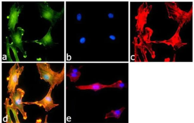 Immunocytochemistry/ Immunofluorescence - Anti-mTor antibody [RP23040110] (AB313542)