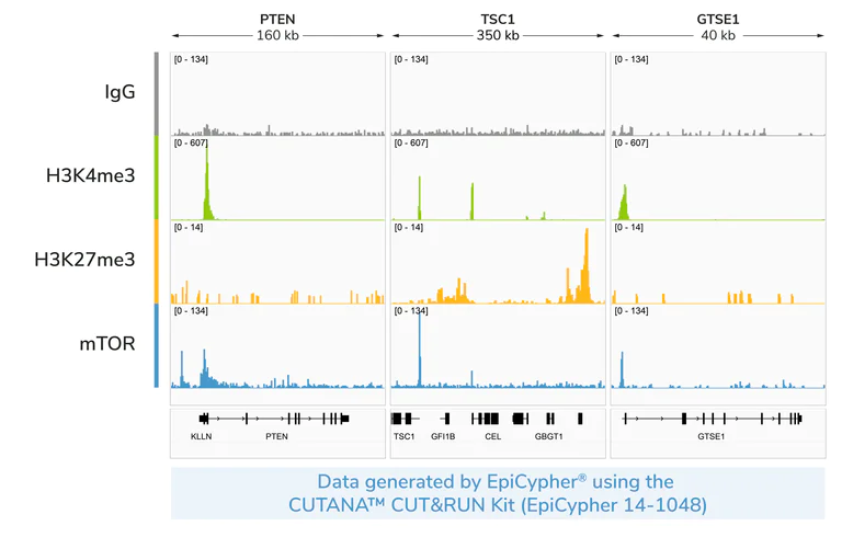 ChIC/CUT&RUN sequencing - Anti-mTOR antibody [Y391] (AB32028)