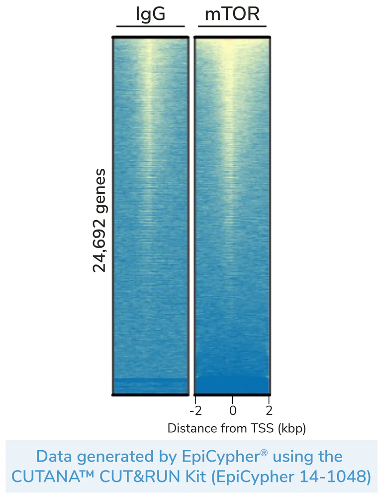ChIC/CUT&RUN sequencing - Anti-mTOR antibody [Y391] (AB32028)