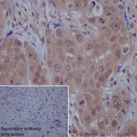 Immunohistochemistry (Formalin/PFA-fixed paraffin-embedded sections) - Anti-mTOR antibody [Y391] - BSA and Azide free (AB218525)