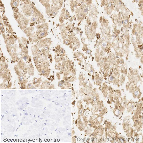 Immunohistochemistry (Frozen sections) - Anti-mTOR antibody [Y391] - BSA and Azide free (AB218525)