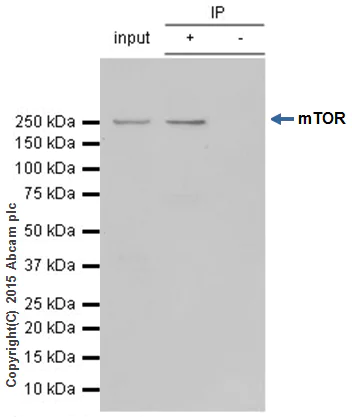 Immunoprecipitation - Anti-mTOR antibody [Y391] - BSA and Azide free (AB218525)