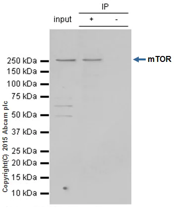 Immunoprecipitation - Anti-mTOR antibody [Y391] - BSA and Azide free (AB218525)