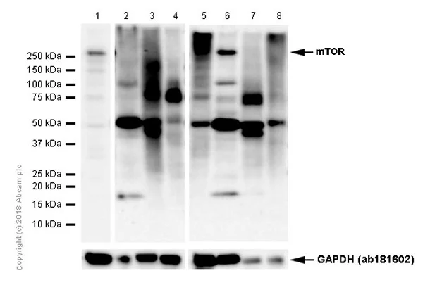 Western blot - Anti-mTOR antibody [Y391] - BSA and Azide free (AB218525)