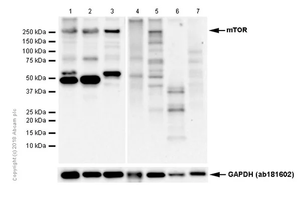 Western blot - Anti-mTOR antibody [Y391] - BSA and Azide free (AB218525)