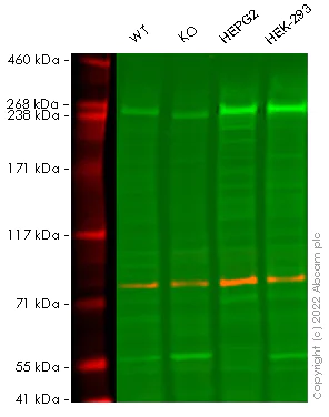 Western blot - Anti-mTOR antibody [Y391] - BSA and Azide free (AB218525)
