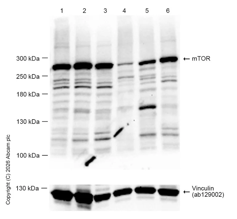 Western blot - Anti-mTOR antibody [Y391] - BSA and Azide free (AB218525)
