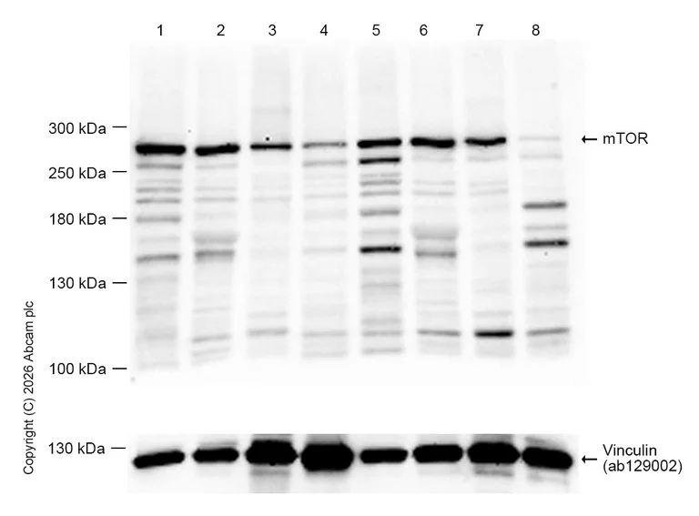 Western blot - Anti-mTOR antibody [Y391] - BSA and Azide free (AB218525)