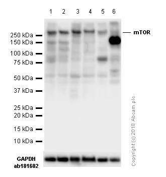Western blot - Anti-mTOR antibody [Y391] - BSA and Azide free (AB218525)