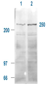 Western blot - Anti-mTOR (phospho S2448) antibody (AB1093)