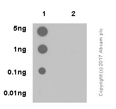 Dot Blot - Anti-mTOR (phospho S2448) antibody [EPR426(2)] (AB109268), expandable thumbnail