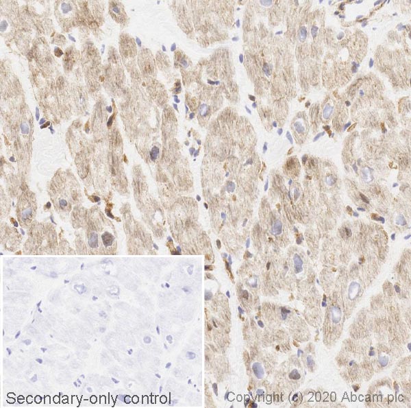 Immunohistochemistry (Frozen sections) - Anti-mTOR (phospho S2448) antibody [EPR426(2)] (AB109268), expandable thumbnail