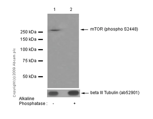 Western blot - Anti-mTOR (phospho S2448) antibody [EPR426(2)] (AB109268)