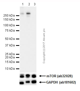 Western blot - Anti-mTOR (phospho S2448) antibody [EPR426(2)] (AB109268), expandable thumbnail