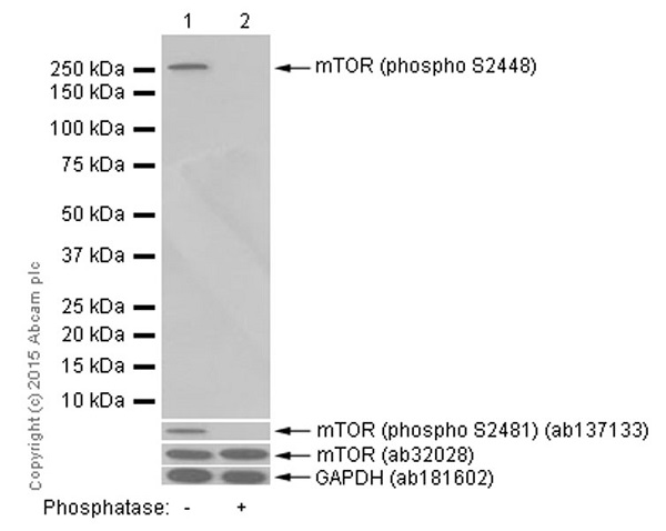Western blot - Anti-mTOR (phospho S2448) antibody [EPR426(2)] (ab109268), expandable thumbnail