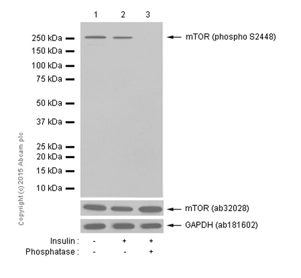 Western blot - Anti-mTOR (phospho S2448) antibody [EPR426(2)] - BSA and Azide free (AB177734)