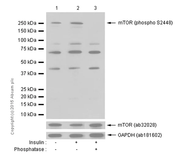 Western blot - Anti-mTOR (phospho S2448) antibody [EPR426(2)] - BSA and Azide free (AB177734)
