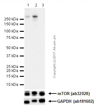 Western blot - Anti-mTOR (phospho S2448) antibody [EPR426(2)] - BSA and Azide free (AB177734)