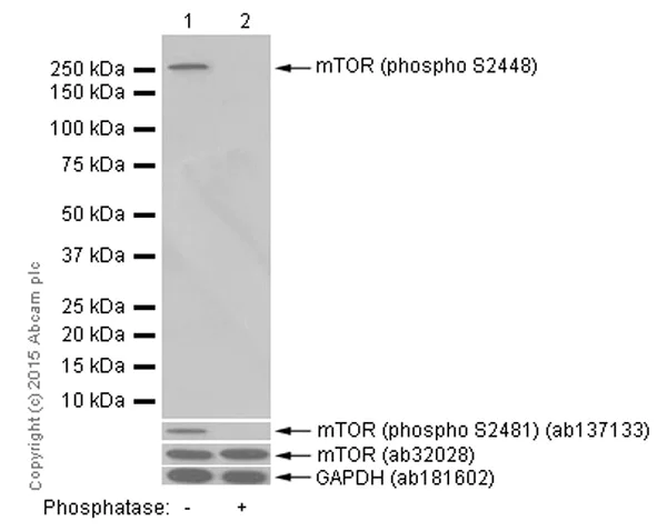 Western blot - Anti-mTOR (phospho S2448) antibody [EPR426(2)] - BSA and Azide free (AB177734)