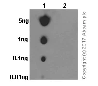 Dot Blot - Anti-mTOR (phospho S2481) antibody [EPR427(N)] (AB137133)