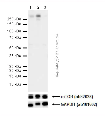 Western blot - Anti-mTOR (phospho S2481) antibody [EPR427(N)] (AB137133)