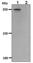 Western blot - Anti-mTOR (phospho S2481) antibody [EPR427(N)] (AB137133)