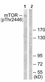 Western blot - Anti-mTOR (phospho T2446) antibody (AB63552)