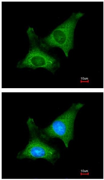 Immunocytochemistry/ Immunofluorescence - Anti-MTPAP antibody (AB154555), expandable thumbnail