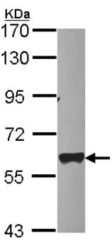 Western blot - Anti-MTPAP antibody (AB154555)