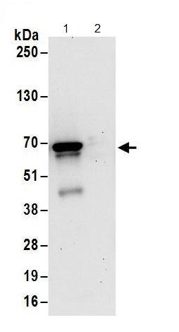 Immunoprecipitation - Anti-MTPAP antibody (AB156684)